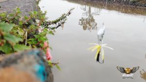 Jump Frog Geol Mini Ose Nusantara Marigold Auto WTD Snakehead Specialist Walk The Dog Umpan Casting Gabus Toman Handmade No Copy Boytep