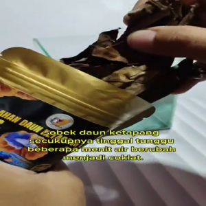 DAUN KETAPANG LAUT SUDAH DI OLAH FERMENTASI WAJIB UNTUK IKAN CUPANG DAN CHANA