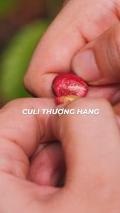 [TẶNG TÚI] Hộp Quà Cà Phê Robusta (Thượng Hạng) - 150gr - Cafe Rang Xay Pha Phin Ban Me Gold - Honee Coffee