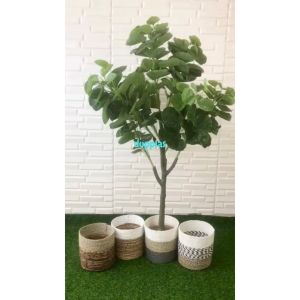 Pohon Artificial Tanaman Hias Daun Mangkokan X4 T140 Semilatex Cover Anyaman Seagrass Dekorasi Ruang Tamu