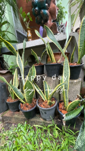 ต้นลิ้นมังกรขอบเหลือง