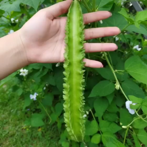 SIGARILYAS SEED`S winged bean FOR PLANTING
