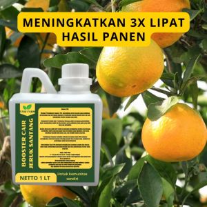 Pupuk Semprot Pelebat JERUK SANTANG Pupuk Pelebat JERUK SANTANG Pupuk Penyubur JERUK SANTANG ZPT
