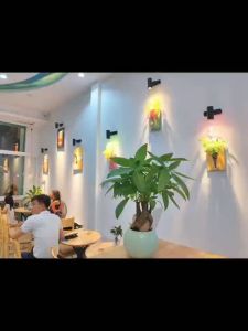 Cây Kim ngân để bàn nhiều mẫu đa dạng cây phong thủy thu hút tài lộc