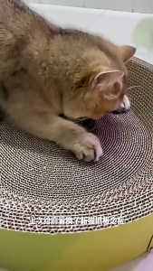 กรงเล็บแมวรูปไข่ / กลม ของเล่นแมวที่นอนแมว 2 ใน 1 กรงเล็บแมวบด กรงเล็บแมวบดสัตว์เลี้ยงฝนมีหลายประเภทและขนาด