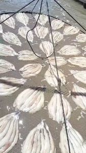 500gr Khô Cá Khoai Sữa Non Cá Khoai Búp Sen Bỏ Đầu Chiên Vàng Giòn Nướng Thơm Phất- VỰA KHÔ MINH TRIẾT