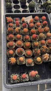 รวมยิมโน Gymnocalycium Mix แคคตัส กระบองเพชร cactus&succulent