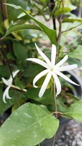 มะลิวัลย์ กระถาง 11 นิ้ว ต้นสวยและแข็งแรง (กทม)