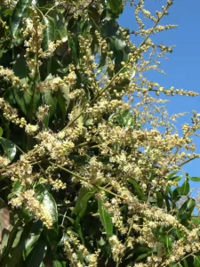 จะเด็ด จำนวน 5 แกลลอน ชนิดเข้มข้น อะมิโนคีเลต+สาหร่ายทะเล+ไคโตซาน+น้ำตาลทางด่วน ฉีดพ่นทางใบ