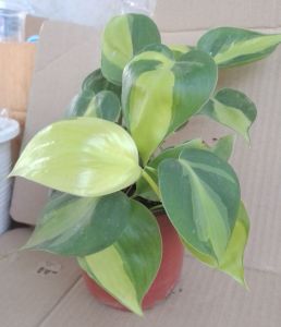 ต้นพลูบราซิลในกระถาง 3 นิ้ว