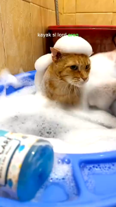 Holycatlabs Royal Care Shampoo 250ml | Anti Kutu Jamur Melebatkan Bulu Kucing Dog