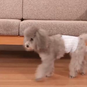 10 cái Tã quần cho chó mèo băng vệ sinh chó cáichó đực mèo cái mèo đực