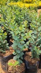 Paket 10 Bibit Bidara: Tanaman Hias Interior untuk Pertanian Rumah