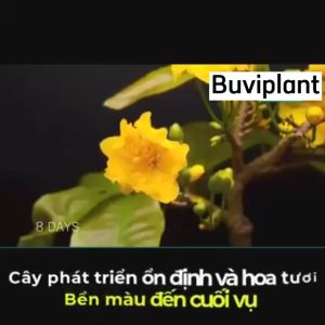 [ HÀNG CHUẨN - TẶNG 50V ]  KHI MUA 50  VIÊN PHÂN BÓN BUVIPLANT SIÊU KÍCH NỤ VÀ DƯỠNG HOA ( bón được cho tất cả các loại cây)
