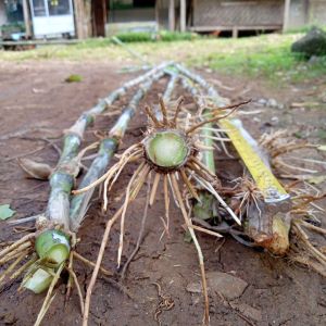 Bibit Rumput Pakcong 1 Kg Navier Pakchong Rumput Tailan