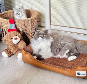 Teekland Pet Cooling Bed Mat Rattan Nest Non Slip Summer Pad for Dogs Comfortable Sleep and Bite Resistant Cooling Cushion