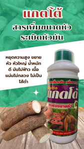 แกตโต้ : ปุ๋ยสูตรพืชลงหัว สารเพิ่มขนาดหัว สารเร่งการลงหัว ระเบิดหัวมัน หยุดความสูง เร่งขยายหัว เพิ่มขนาด หัวใหญ่น้ำหนักดี มันไม่ฟ้าว หัวมีขนาดใหญ่ แข็งแรง เนื้อแน่นไม่กลวง ไม่เป็นไส้ดำ