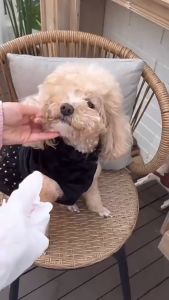 【1-3 days delivery】6pcs Pet Dog Cleaning Gloves Wash-free Gloves Disposable Wet Wipes