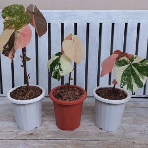 Tanaman Hias Waru Variegata Stek batang Original Garansi Tumbuh