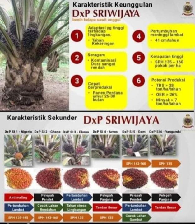 GRATIS ONGKIR EXTRA 100% - ( BERSERTIFIKAT ) DXP SRIWIJAYA 5 - BIBIT ...