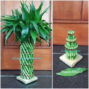 Bambu Hoki / Bambu Rejeki / Lucky Bamboo Model Sangkar 20 Tinggi 40-45cm