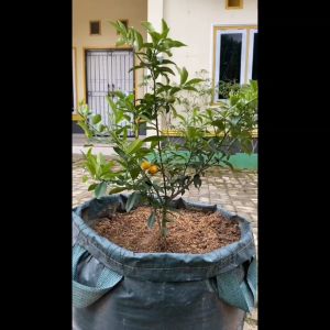 Bibit jeruk kimkit madu sudah berbuah super