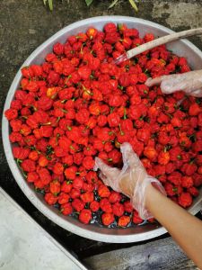 CAROLINA REAPER 5PCS BUNGA/with FREE SEEDS