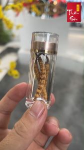 Con to loại 3 con/gram Đông trùng Hạ thảo Tây Tạng Đông trùng Tây Tạng khô nguyên con