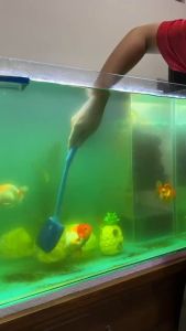 แปรงฟองน้ำสีฟ้าทำความสะอาดตู้ปลา ความยาว 40 cm. ไม้ขัดตู้ปลา ทำความสะอาดตู้ปลาใช้ได้ทั้งสองด้าน รักษาคุณภาพน้ำปลา