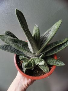 Ready stock 🇲🇾 Succulents 🌿 Gasteria DROGON SKIN（ size L120）pot鹰嘴龙｝