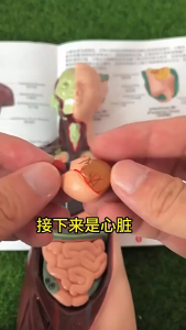 Disassemblable parts of human anatomy models and medical learning aids are suitable for educational purposes and can be used as teaching aids for human organ education.