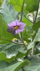 Hạt giống cà tím trái dài hạt giống chât lượng cao F1/hạt giống Phú Nông