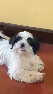 Akiika Natural Pet Soap 100% Natural Handmade Disinfectant Anti-parasitic Deodorizing Pet Care