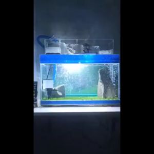 Lampu LED CELUP AQUARIUM AQUASCAPE AKUARIUM UKURAN 20 30 40 50 60 3 WARNA