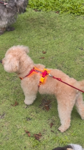 [Premium] Dog Leash Soft PVC Coated Webbing - Anti-Tangle Dual Snap Hook Training Pet Walking Lead for Small Medium Large Dogs | Kulita