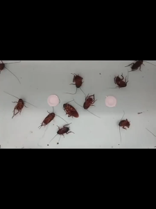 【Buy1 Free1】No cockroaches in 10years Cockroach Killer 20pcs Cockroach Bait cockroach killing rate100% cockroaches killer a cockroach poisoned Whole litter died ubat lipas paling berkesan cockroaches trap Racun lipas 蟑螂药 蟑螂克星 lipas killer ants killer bait