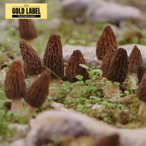 GoldLabel Premium Morel Mushroom 20g - 100% Natural Premium Quality Rich in Nutrients Versatile & Delicious Vegan