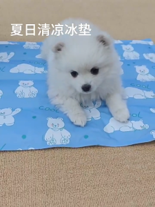 Pet Cooling Gel Pad | Quick-Cooling for Dogs & Cats | Washable Summer Mat | Indoor & Outdoor Use