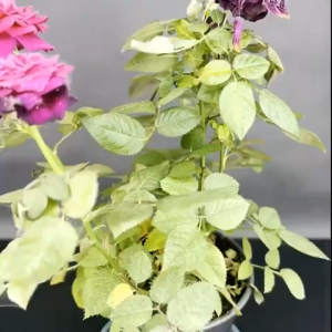 Plant insecticide spray 500ml No harm to plants Bug Spray Aphids pesticide Plant organic insecticide