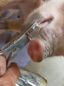 Piglet Teeth Clipper Farming Equipment Stainless Steel Beast Tooth Clippers Durable And Sturdy