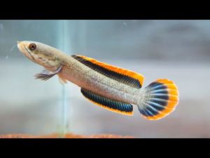 Channa Limbata Lawu CB Indonesia (Thick Fin)