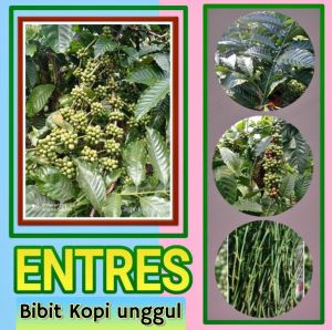 Entres Kopi Berbagai Jenis