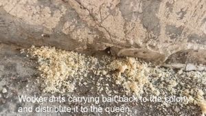 10pcs - Ubat Semut Powder Kitchen Household Borax Umpan Serbuk Ant Racun Bait Insecticide