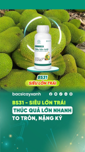 Phân Bón Nuôi Lớn Trái BS31 250ml 500ml - Trái Chắc Khoẻ To Bóng Nặng Kí - Bác Sĩ Cây Xanh