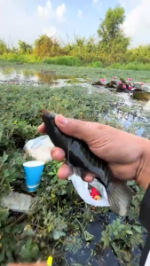 ทุ่นปลาสลิด ทุ่นกุ้ง ชุดพร้อมตก+โล 1 ชุด ทุ่นตกกุ้ง ทุ่นตกปลาสลิด ค่ายหมาน ตัวเบ็ดมินิ คมแข็ง ใช้ง่าย มองเห็นชัด สะดวกสบาย