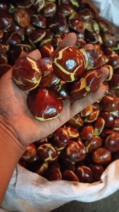 JENGKOL Tua super Fress 1kg mentah