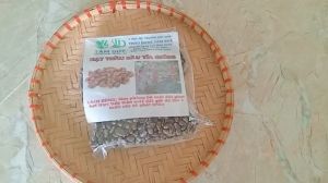 gói 100g hạt thầu dầu tía giống