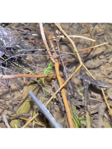 62cm Crab Tongs Gunting Capit Pengambil Kepiting Multifungsi Gunting Capit Kepiting Belut Panjang