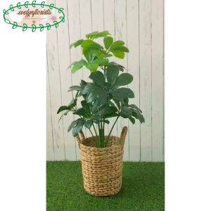 Pohon Hias Artificial Daun Walisongo X12 Semi Latex Pot Dasar Cover Eceng Gondok Handle Dekorasi Sudut Ruangan Hiasan Balkon Rumah