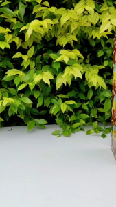 D Kids  ยีราฟของเล่น โมเดลยีราฟ ของเล่นเด็ก โมเดลสัตว์ ใส่ถ่านเดินได้ มีเสียง มีไฟ